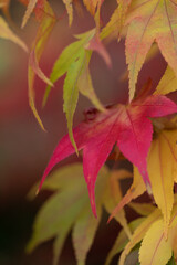 Japanese maple leaves in autumn at Batsford Arboretum