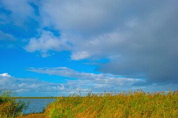 The edge of a lake in a green windy wetland in bright sunlight under a blue white csky in autumn, Almere, Flevoland, The Netherlands, October 11, 2020