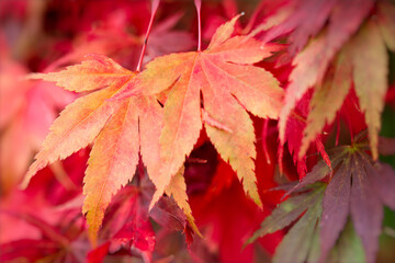 Japanese maple leaves in autumn at Batsford Arboretum