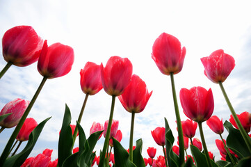 Obraz premium チューリップ