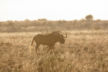 Black Wildebeest At Sunrise