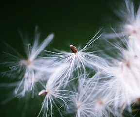 Fototapeta premium nature