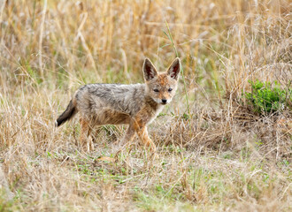 Black-backed Jackal Pup