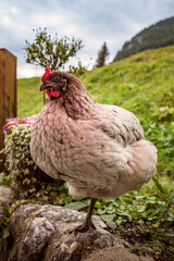 hen on a farm