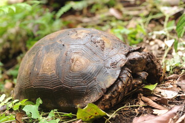 Wild tropical rainforest turtle in Borneo jungle forest