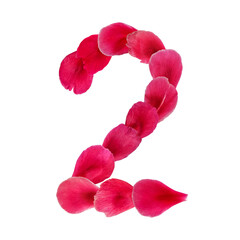 Creative number 2 made from bright pink flower petals isolated on white background. Decorative floral design element