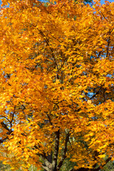 Collection of Beautiful Colorful Autumn Leaves, green, yellow, orange, red. Autumn yellow leaves background in sunny day Seamless tree bark background. Brown tileable texture of the old tree. toned