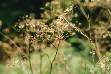 dry ukrom seeds close-up for background