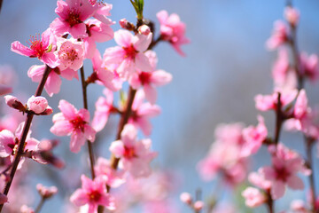 青空と桜