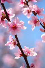 青空と桜