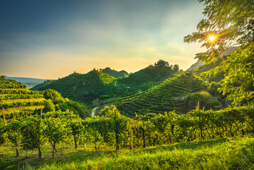 Prosecco Hills, vineyards at sunset. Unesco Site. Veneto, Italy - 384713162