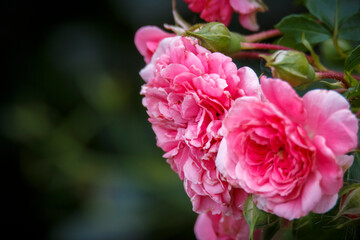 The beauty of the Voronezh region in a fairy-tale forest