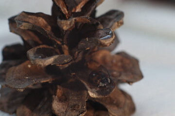 A close up of a bug