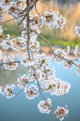 桜と川面