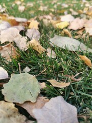autumn leaves on the ground