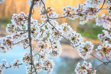 桜と川面