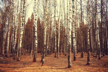 golden autumn forest landscape, mixed forest view, taiga, nature in october