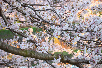 桜