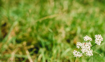 white flower on green background