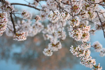 桜と川面