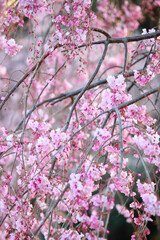 しだれ桜