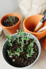 How to grow their own peas at home