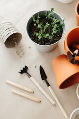 How to grow their own peas at home