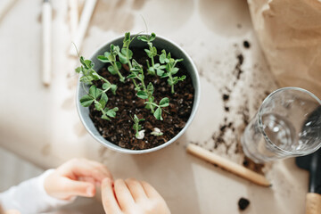 Child learning to grow their own peas at home