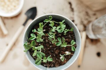 How to grow their own peas at home