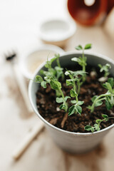 How to grow their own peas at home