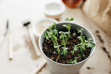 How to grow their own peas at home