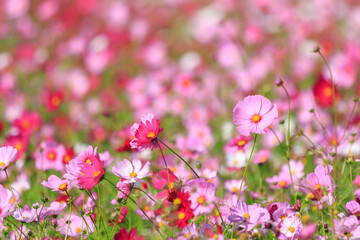 Cosmos - Since it resembles cherry blossoms, it is also called 