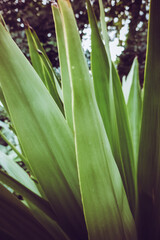 Obraz premium Trimmed bushes and geometric trees in the garden.