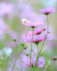 Fototapeta premium Cosmos - Since it resembles cherry blossoms, it is also called 