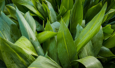 Fototapeta premium Large green tropical leaves in the garden, leaves with drops after rain.