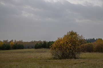 Autumn landscape. Bright yellow bush in the foreground.