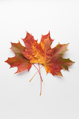 Various multicolored autumn leaves isolated on white background. Season, minimal, autumn card, thanksgiving texture, fall background concept. Flat lay, top view, copy space..