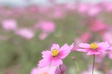 Obraz premium Cosmos - Since it resembles cherry blossoms, it is also called 