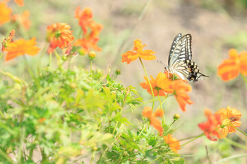 Cosmos - Since it resembles cherry blossoms, it is also called 