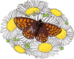 Vector illustration with chamomiles and butterflies on white background.