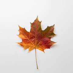 Autumn creative composition. Multicolored maple leaf isolated on white background. Season, minimal, autumn card, thanksgiving texture, fall background concept. Flat lay, top view, copy space..