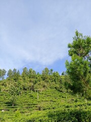 Fototapeta premium trees and sky