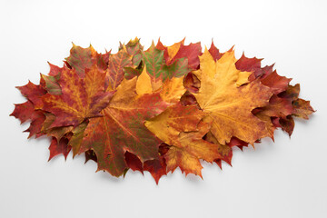 Heap pile of beautiful colored autumn maple leaves isolated on white background. Autumn, fall, thanksgiving day, nature concept. Flat lay, top view, copy space..