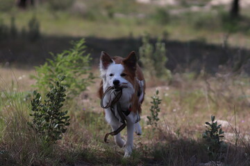 border collie dog