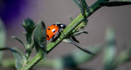 Ladybug crawling on a green stem