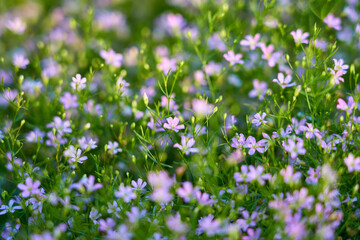 Small purple flowers on a blurred grass. Natural background. Selective focus. 
