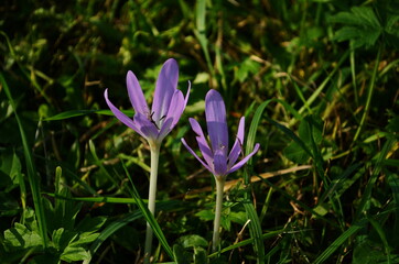 Pink flower buds of poisonous Colchicum species in a meadow