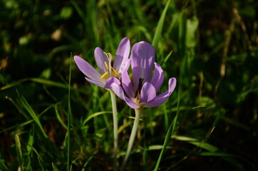 Pink flower buds of poisonous Colchicum species in a meadow