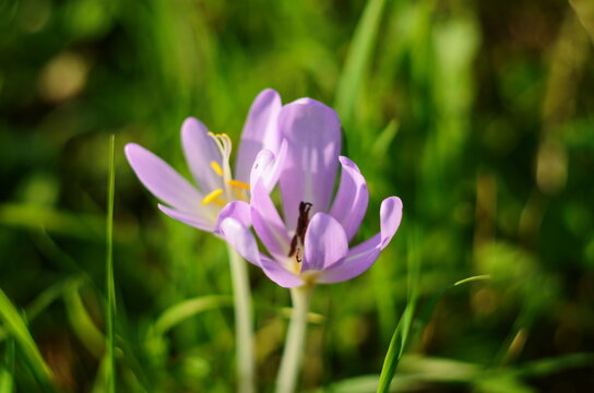 Pink flower buds of poisonous Colchicum species in a meadow