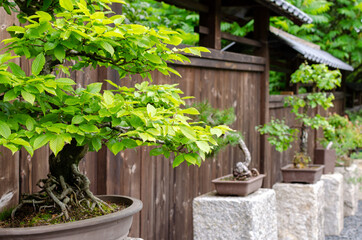 Row of different bonsai trees standing on the stones outside. Japanese garden in Poland.